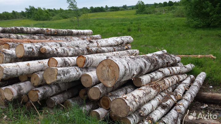 Пиловочник береза