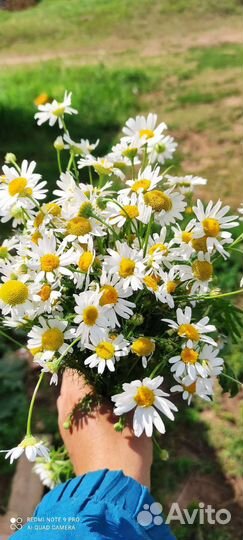 Травы, ягоды