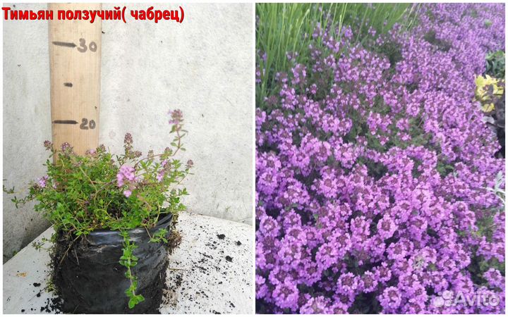 Саженцы декоративных многолетников