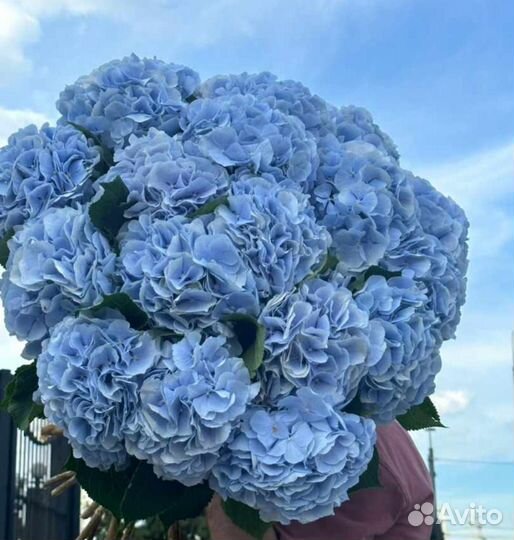 Гортензия с доставкой 5 гортензий