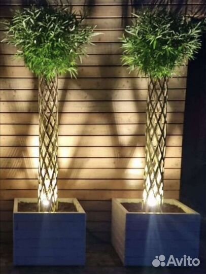 Русская Пальма 