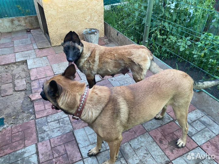 Продаю щенков