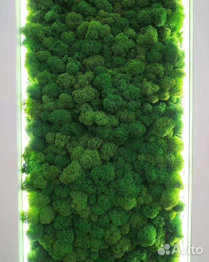 Стабилизированный мох