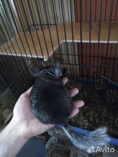 Шиншиллы светлые эбони носители фиолета