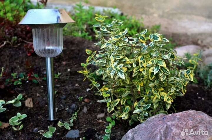 Бересклет японский