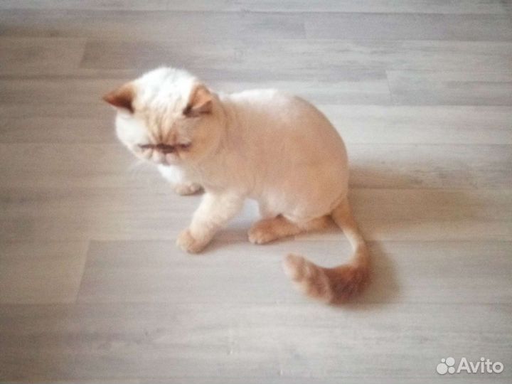 Стрижка животных