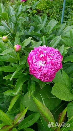 Растения для сада