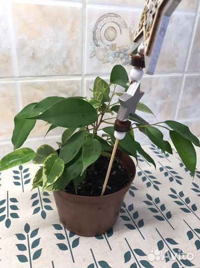 Фикус бенджамина и вариегатный