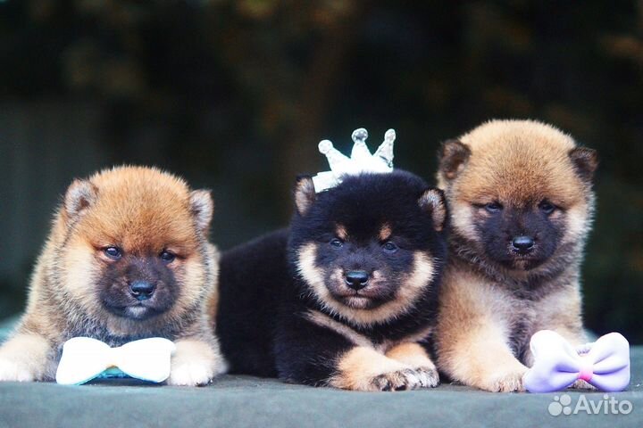 Сиба щенки из питомника