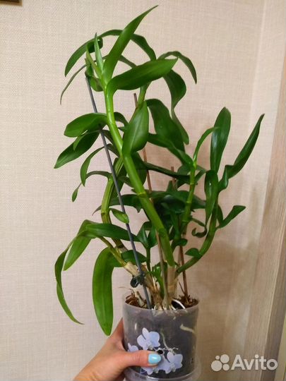 Дендрофаленопсис в горшке два цвета