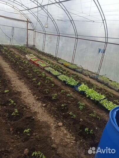 Рассада 9сортов таб