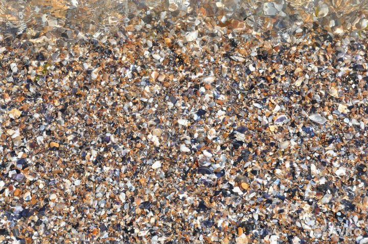 Ракушка кормовая