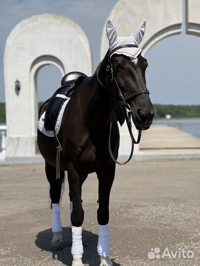 Лошадь пони на праздник