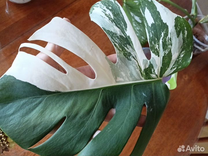 Монстера Албо вариегатная