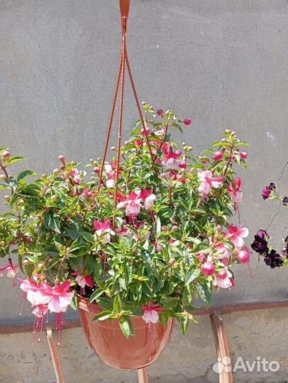 Фуксия ампельная