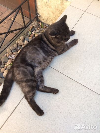 Ищет дом уличный котик с характером