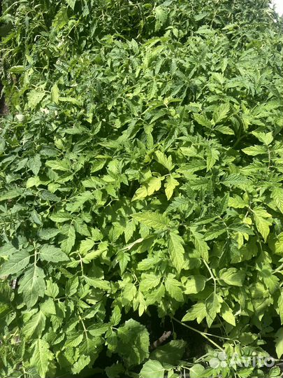 Рассада помидоров томатов