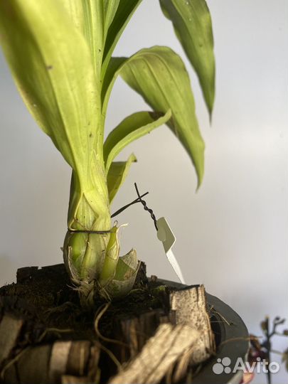 Орхидея Catasetum fredclarkeara after dark