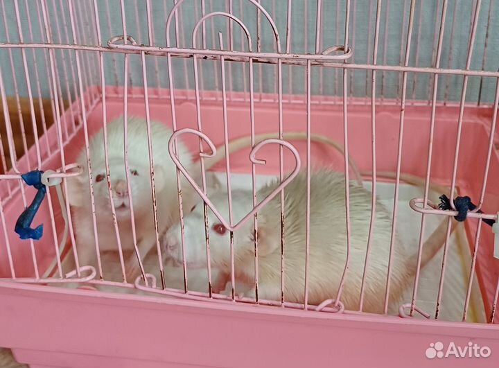 Декоративная крыса с клеткой