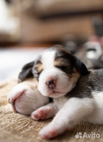 Щенки бигль