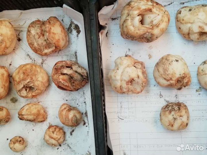 Луковицы рябчика, лука декоративного