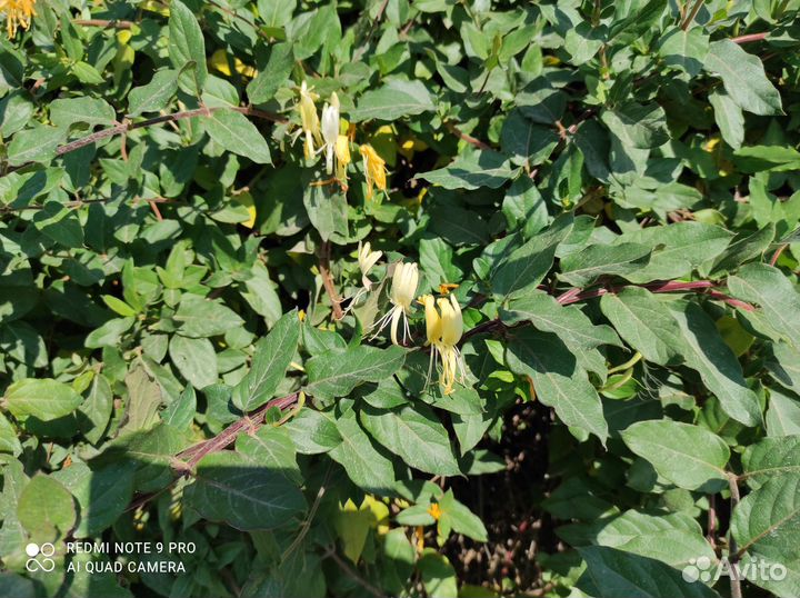 Клематис, ромашка,роы