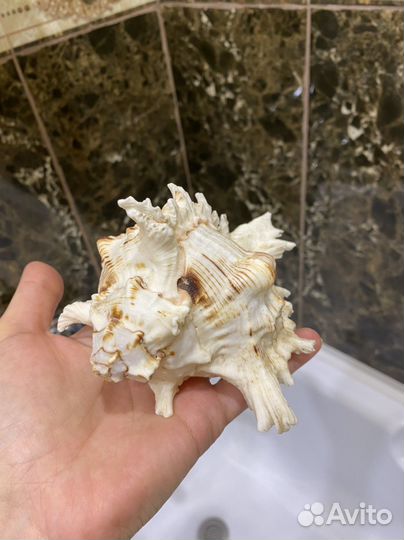 Натуральные морские ракушки для декора