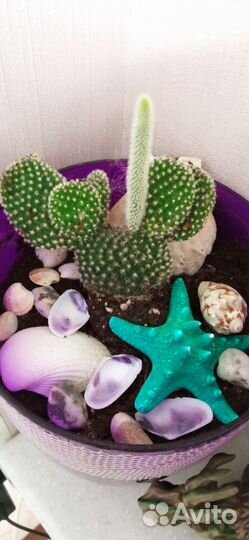 4 кактуса +горшки и кашпо- грут
