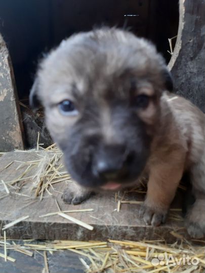 Отдам щенков в добрые руки бесплатно