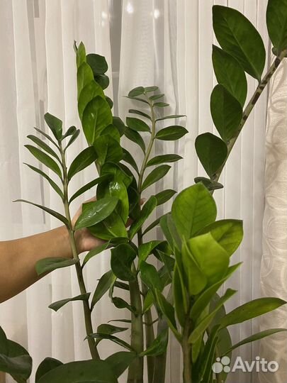 Замиокулькас 120 см