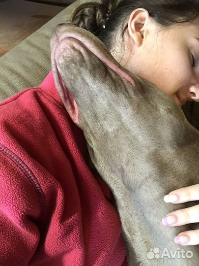 Выгульщик собак