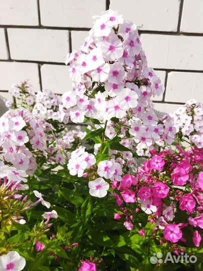 Флоксы многолетние, сорта и цвета разные