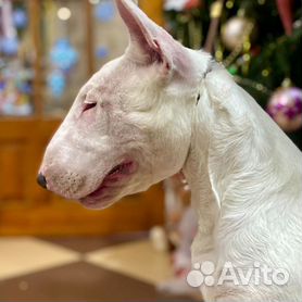 Собаки и щенки🐕 породы Бультерьер: купить недорого в Ставропольском крае |  Цены на собак | Авито