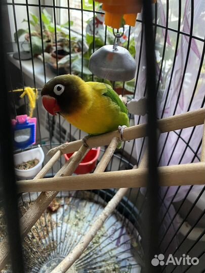 Попугай неразлучник с клеткой