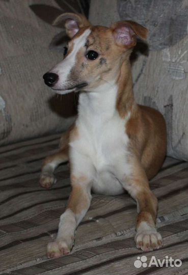 Пара уиппетов