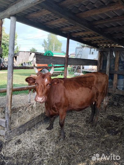 Корова стельная