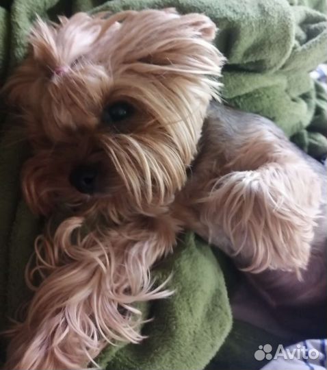 Передержка животных на время отпуска