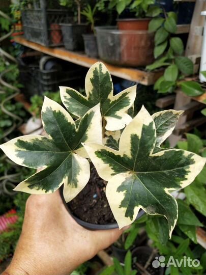 Лаванда, спиреи, розмарин, бересклеты, жимолость