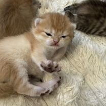 Шотландский вислоухий короткошёрстный котёнок