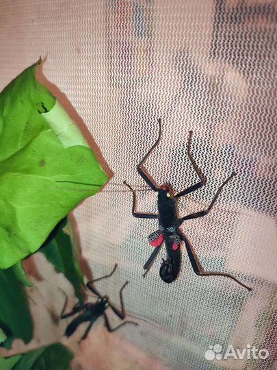 Кордильерские палочники