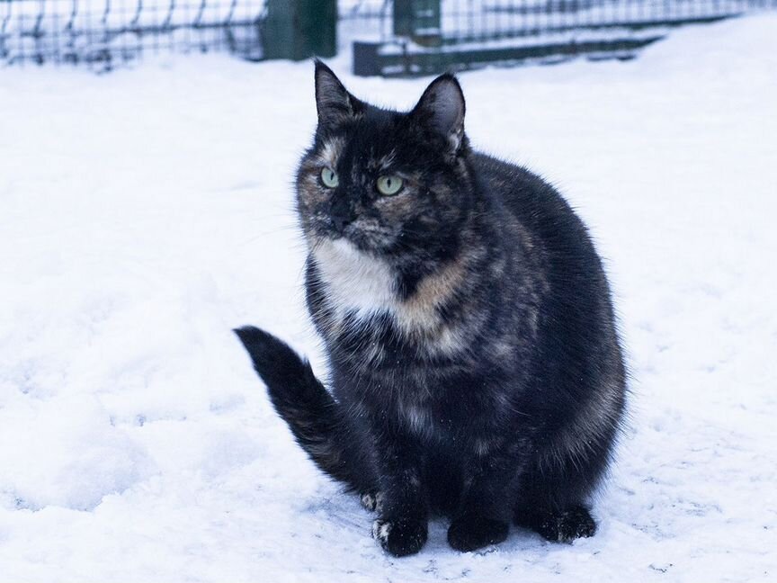 Кошка черепахового окраса в добрые руки