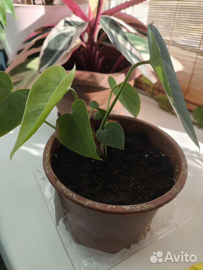 Антуриум красный