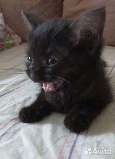 Котëнок девочка ищет дом