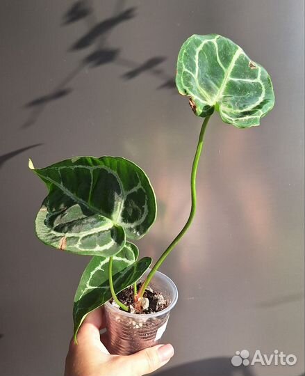 Антуриум кристалинум