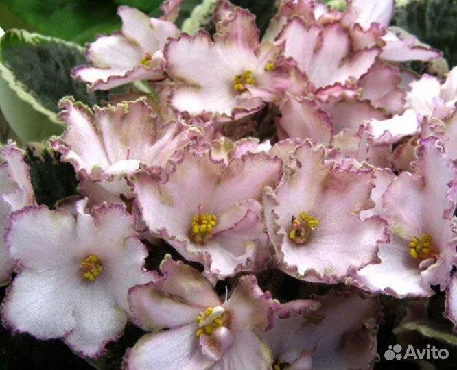 Сортовая фиалка нд -Вересковый мед