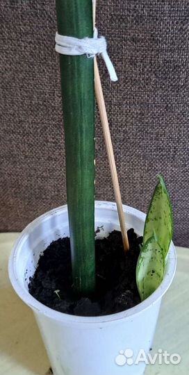 Сансевиерия классика и высокая, ханна, цветы