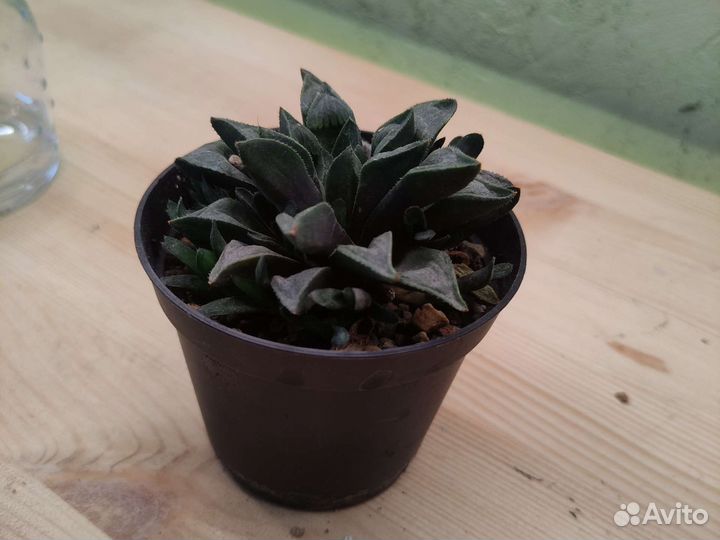 Суккуленты хавортия