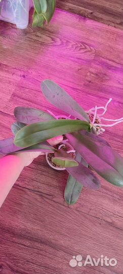 Орхидея фаленопсис