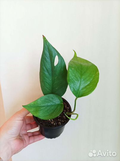 Эпипремнум пиннатум себу блю