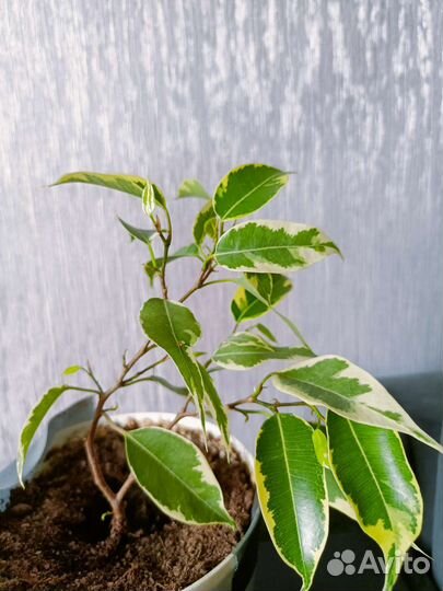 Фикус Бенджамина/калла эфиопская/диффенбахия/хойя